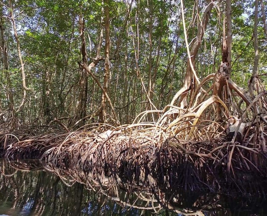 Eliasgopherus's tweet photo. Excelente estancia en El Colegio de la Frontera Sur (ECOSUR) unidad Tapachula, Chiapas.
#UAGro https://t.co/8eceaX42jL