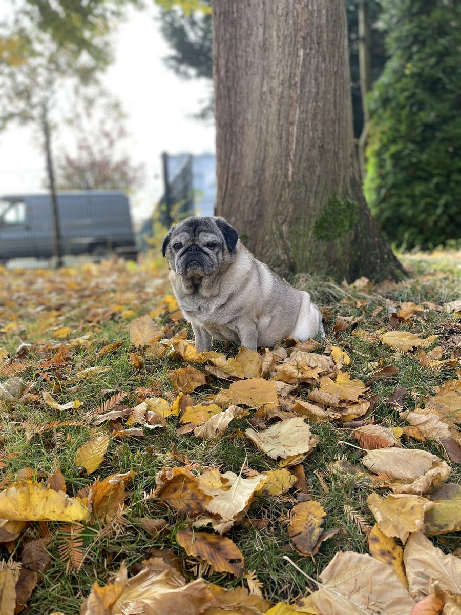 Ueffcken's tweet photo. Einen Vorsprung im Leben hat, wer da anpackt, wo die anderen erst einmal reden.
#ABBAVoyage #lebensfreude #herbst #gay #bear #mopsmolle #hauswart #uwegörkegott #abba #schwerte https://t.co/7Hxrexhps4