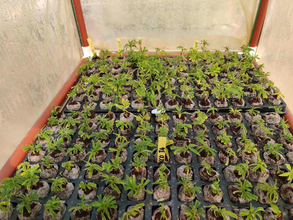 invegrow's tweet photo. #Cannabis clone propagation - one of the first stages of the #hempproduction cycle.
Once inside the white pots, #clones grow roots and are then transplanted to 1L bottles. After that they move into a #greenhouse. https://t.co/lQA80bSGmA