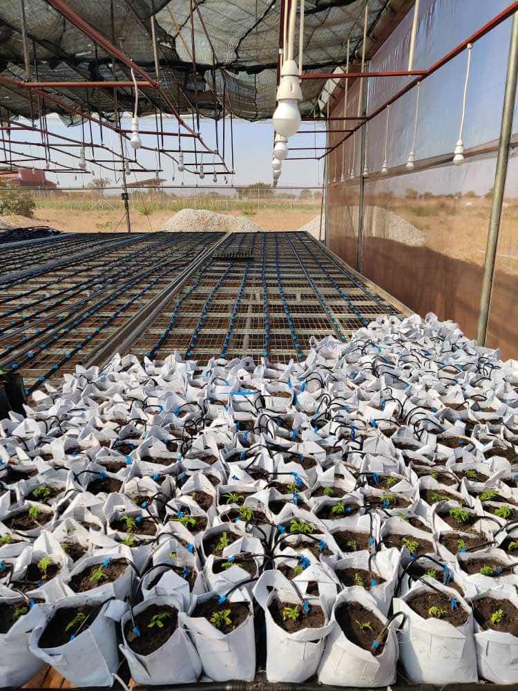 invegrow's tweet photo. #Cannabis clone propagation - one of the first stages of the #hempproduction cycle.
Once inside the white pots, #clones grow roots and are then transplanted to 1L bottles. After that they move into a #greenhouse. https://t.co/lQA80bSGmA