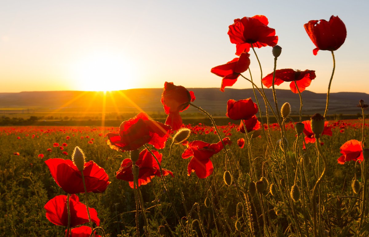 flyYYG's tweet photo. Today, we join the nation in honouring and remembering Canada’s Veterans and their service and sacrifice for our country. #LestWeForget #RemembranceDay2021 https://t.co/Lo8Xmsw2Yo