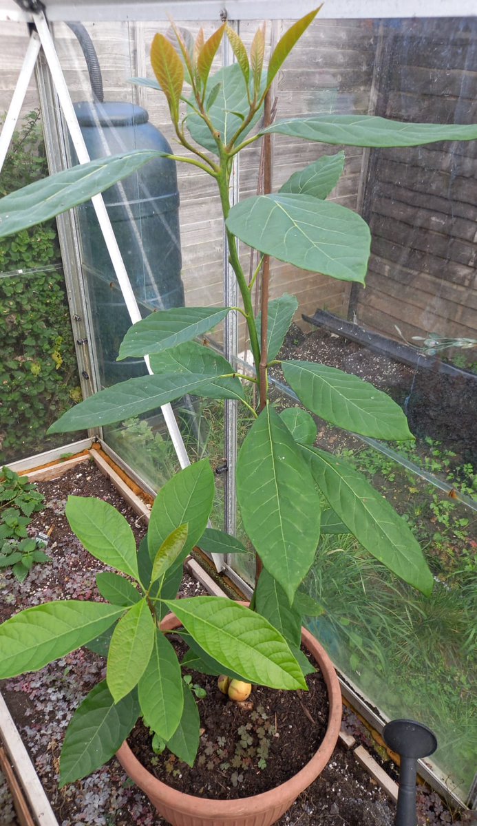 Pignikki's tweet photo. @Schofe our avocado tree https://t.co/yhdmnh6qXK