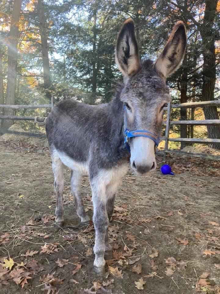 GerdasEquineRescue tweet media