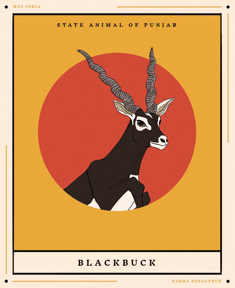 WCSIndia's tweet image. This week in our #StateSymbolsOfIndia series, we present you the beautiful state symbols of Punjab. Have you photographed or illustrated any of these stunning creatures? If yes, tag us and share.

Illustrations by Radha Pennathur

#statesymbols #wildlife #nature #art #wildlifeart