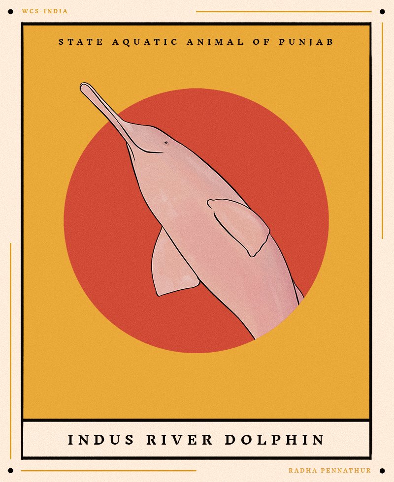 WCSIndia's tweet image. This week in our #StateSymbolsOfIndia series, we present you the beautiful state symbols of Punjab. Have you photographed or illustrated any of these stunning creatures? If yes, tag us and share.

Illustrations by Radha Pennathur

#statesymbols #wildlife #nature #art #wildlifeart