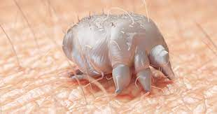 Are you a clinician managing #Scabies? We <a href="/LSHTM/">London School of Hygiene & Tropical Medicine</a> are running a survey on how treatment varies worldwide. Participate here bit.ly/3xXfRnG