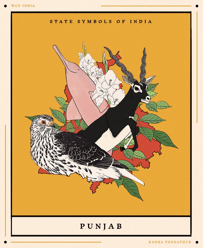 WCSIndia's tweet image. This week in our #StateSymbolsOfIndia series, we present you the beautiful state symbols of Punjab. Have you photographed or illustrated any of these stunning creatures? If yes, tag us and share.

Illustrations by Radha Pennathur

#statesymbols #wildlife #nature #art #wildlifeart