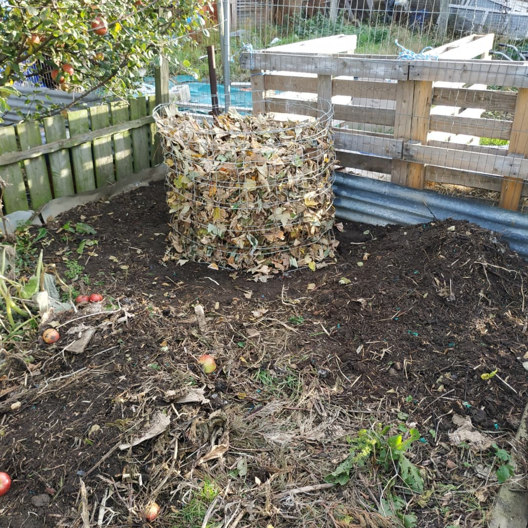 kimmys_kitchen's tweet photo. I was brave and collected a bag of leaves a few streets away from me 😅 I will have to go back and get more before the council clear away the rest.
#leafmold #leaves #allotment #allotmentlife #allotmentlove #allotments #allotmentgarden #allotmenteer #allotmenteering https://t.co/thGJI9RAQX