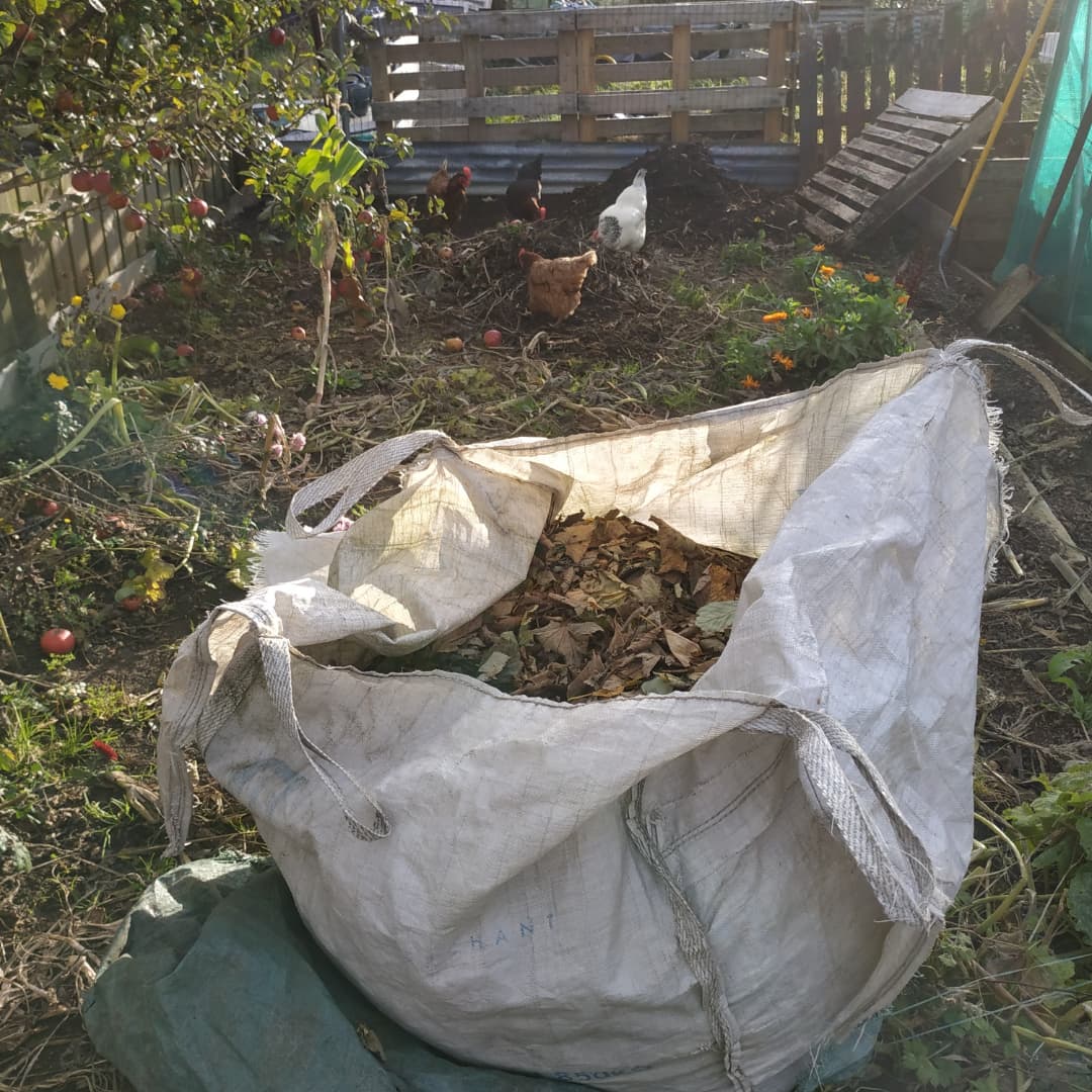 kimmys_kitchen's tweet photo. I was brave and collected a bag of leaves a few streets away from me 😅 I will have to go back and get more before the council clear away the rest.
#leafmold #leaves #allotment #allotmentlife #allotmentlove #allotments #allotmentgarden #allotmenteer #allotmenteering https://t.co/thGJI9RAQX