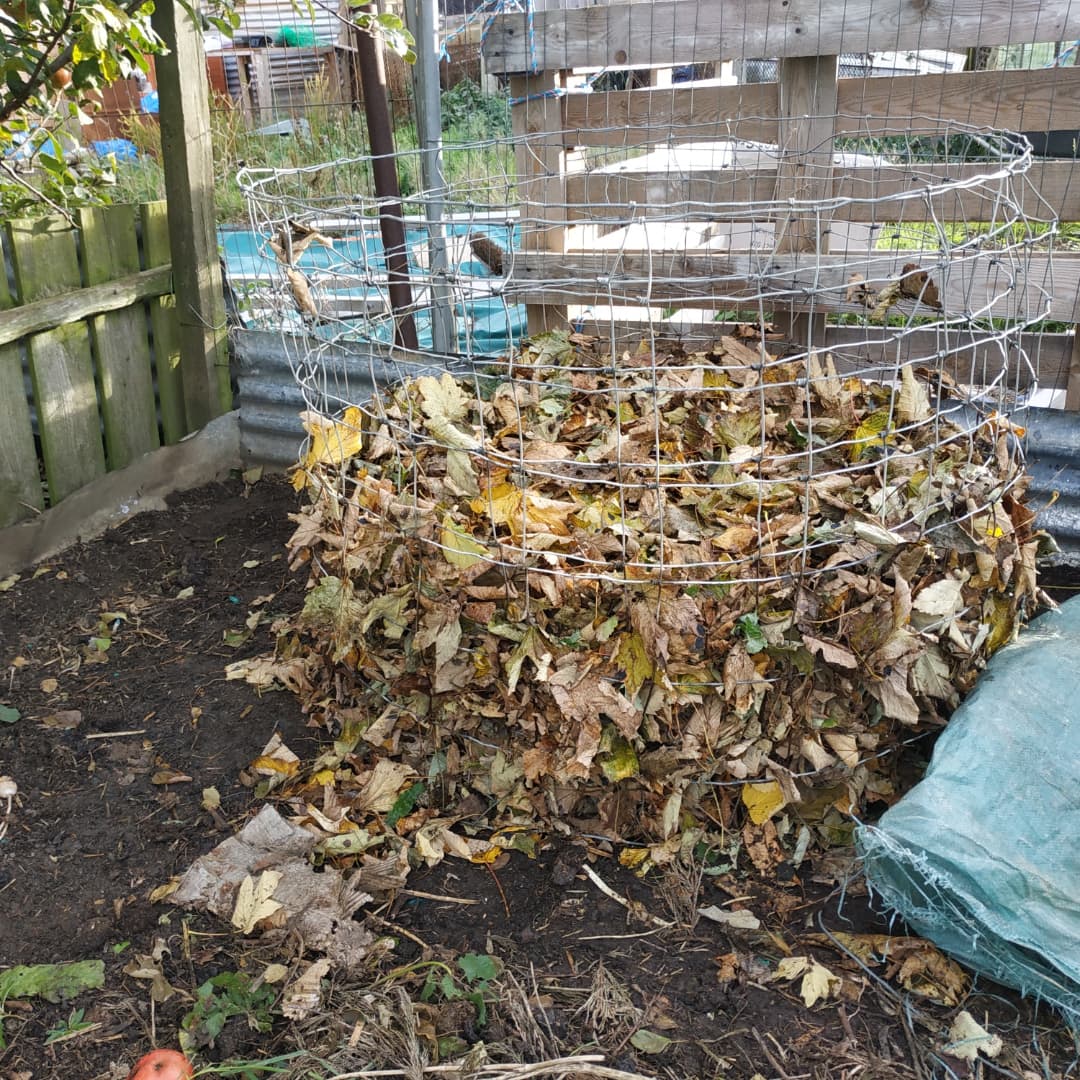 kimmys_kitchen's tweet photo. I was brave and collected a bag of leaves a few streets away from me 😅 I will have to go back and get more before the council clear away the rest.
#leafmold #leaves #allotment #allotmentlife #allotmentlove #allotments #allotmentgarden #allotmenteer #allotmenteering https://t.co/thGJI9RAQX