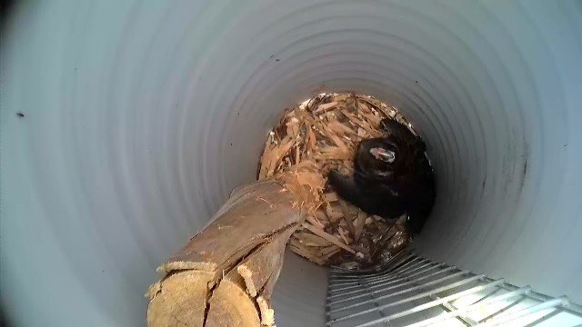 Another Carnaby Black Cockatoo baby. This time in a newly installed #cockatube on a property in Lake Clifton. Jan, the owner, provides water and plants food for the Black Cockatoos and we think she’s a Lake Clifton Landcare Legend. #protectwablackcockatoos #cockies4cockies