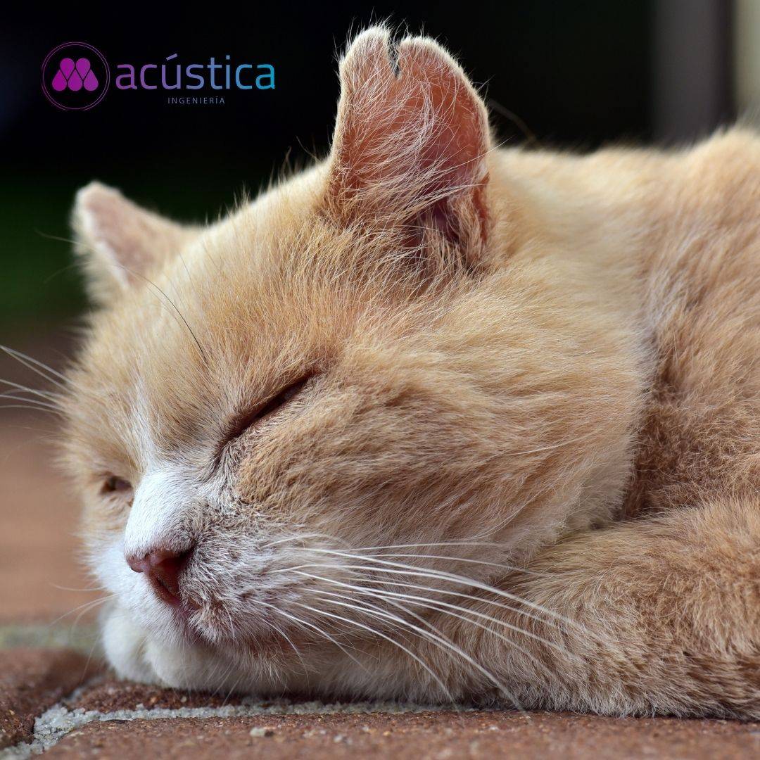 m_acustica's tweet photo. Problemas que puede producir el no descansar como es debido 👇
Fatiga o malestar diurno
Problemas de atención, concentración o memoria
Disfunción social, laboral o bajo desempeño en la escuela
#Macustica #VecinosRuidosos #AcusticaIndustrial #AcusticaAmbiental https://t.co/11sbggHHht