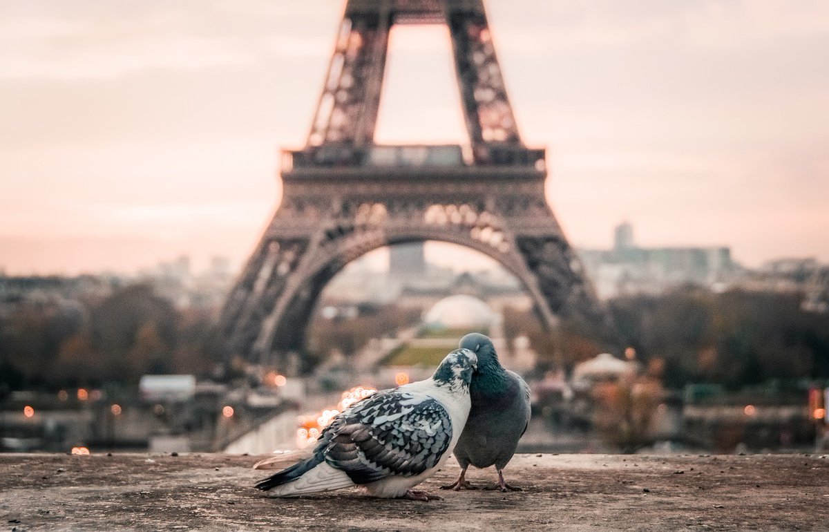 atomarpormundo's tweet photo. ¿Pensando en los mercadillos navideños?, ¿qué tal París por Navidad? @AirFranceES lanza estas ofertas de vuelos que duran desde hoy hasta el 15 de noviembre: https://t.co/OztgUJpzpC #AFprotect #Ofertas #AirFrance https://t.co/GVEqk5ISjo