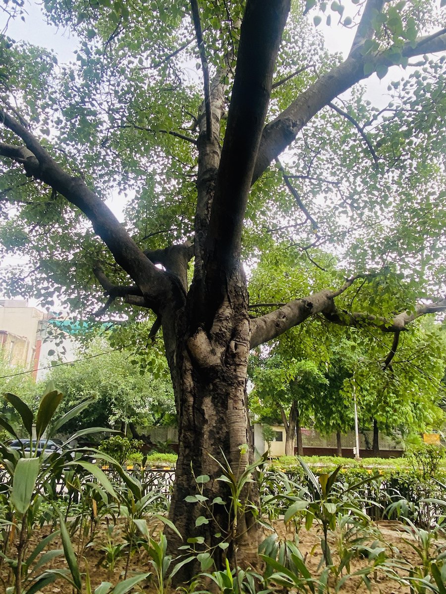 TaraMahakaal's tweet photo. Do you see someone trying to come out of this #thicktrunktuesday tree? ā¦@arborsmartyā© ā¦@keeper_of_booksā© ā¦@mathilebrandtsā© #trees #treetwitter #treelovers #treecommunity #hugatree #treefriends #nature #lovetrees https://t.co/dsmEw046oE