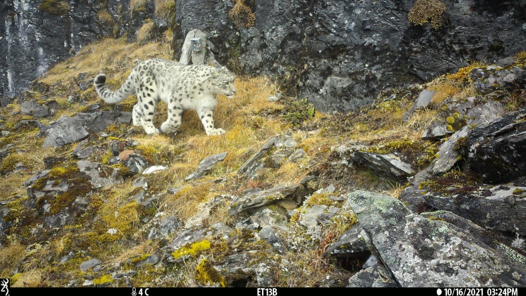 Snow Leopards captured in camera traps in high altitude ecosystems of #ArunachalPradesh

The camera traps were laid as part of Snow Leopard Population Assessment in Arunachal Pradesh carried out in association with <a href="/WWFINDIA/">WWF-India</a>

<a href="/PemaKhanduBJP/">Pema Khandu པདྨ་མཁའ་འགྲོ་།</a> <a href="/NatungMama/">Mama Natung</a> <a href="/moefcc/">MoEF&CC</a> <a href="/byadavbjp/">Bhupender Yadav</a>