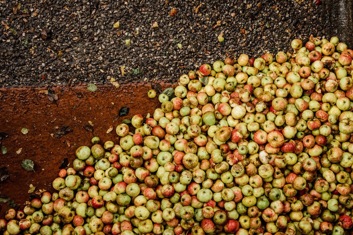 SidraTrabanco's tweet photo. Cómo nos presta ver esas #manzaninas 🍎 🍏 perfectas para convertirse en nuestra mejor #sidra. ¡Estamos de #mayanza! https://t.co/Xz9MeQoYOa