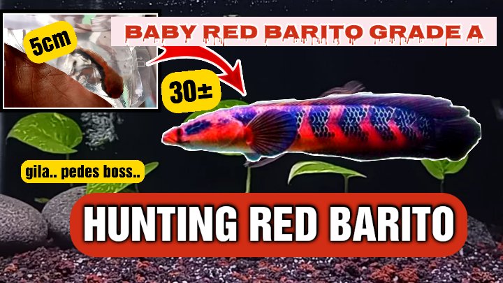 Umam_lah's tweet photo. Kalimantan adalah gudangnya ikan Channa cantik.

Video ini menjelaskan bagaimana cara kita memilih baby maru red Barito. https://t.co/JbW9T7dfYC https://t.co/Wda2I5cO4m