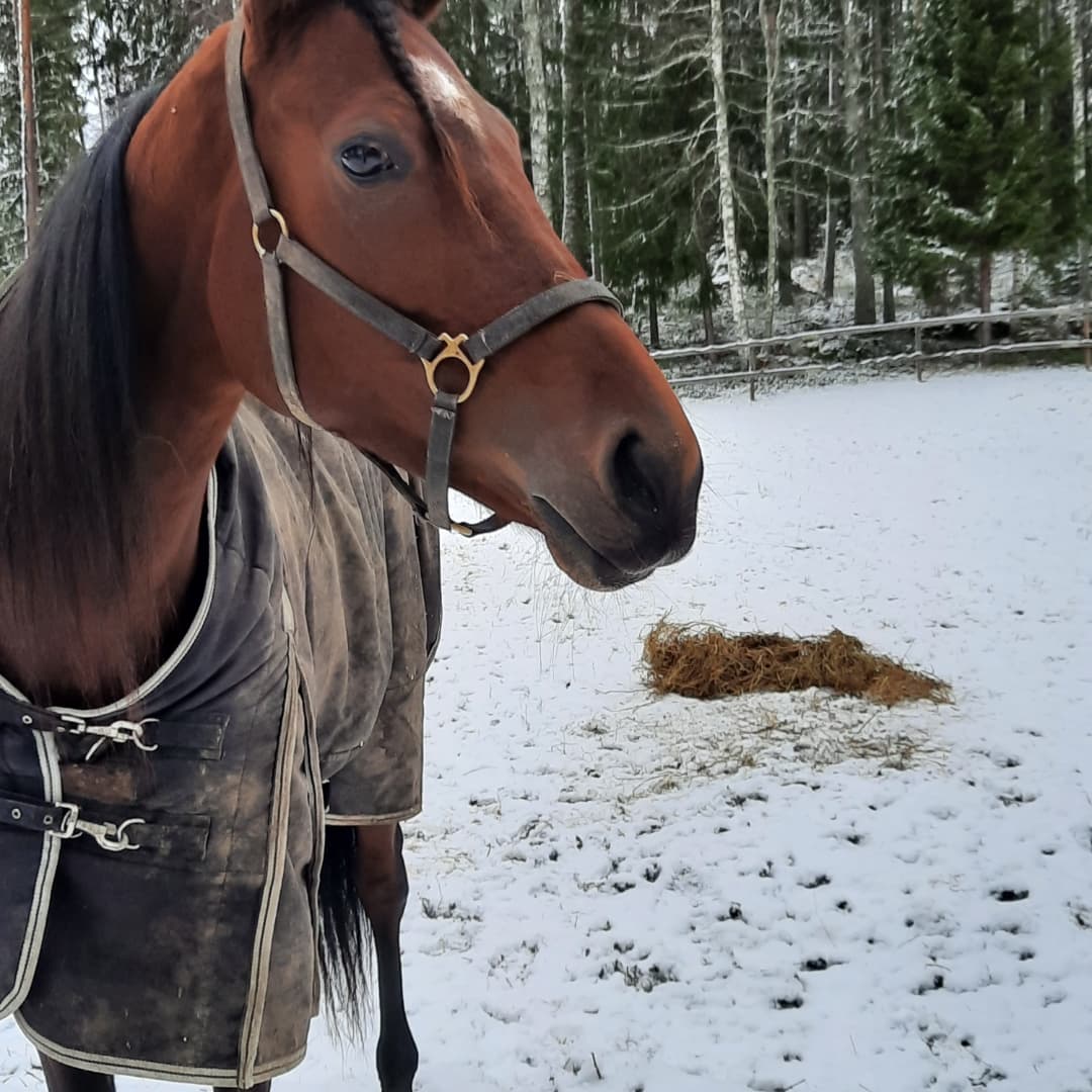 SmurfViden's tweet photo. Första snön har fallit https://t.co/4DsCPcWoxs