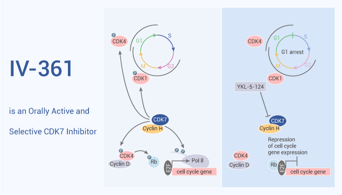 MedChemExpress's tweet photo. #IV361 is an orally active and selective #CDK7 inhibitor (Ki≤50 nM). IV-361 has #anticancer activity. #drugdiscovery. https://t.co/H5lJm1zPTP https://t.co/0ZT20rPdaC