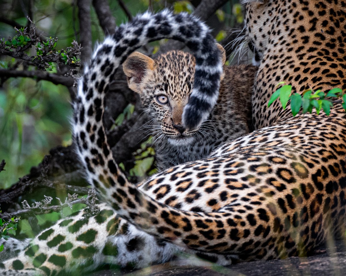Leopards are graceful and powerful big cats closely related to lions, tigers, and jaguars. They live in sub-Saharan Africa, northeast Africa, Central Asia, India, and China. However, many of their populations are endangered, especially outside of Africa.

Thread 👇