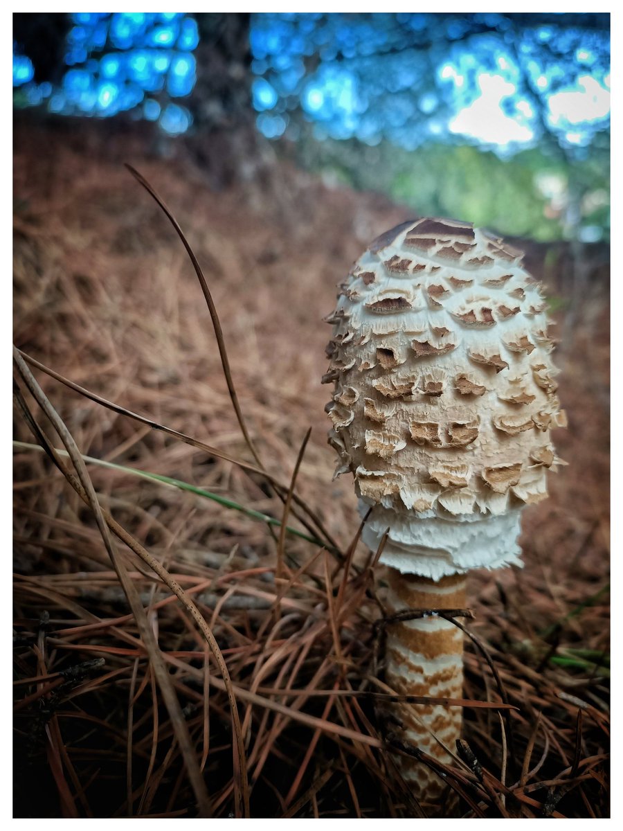 fotosito10's tweet photo. Ohh raconet meu, m'estàs intentant dir alguna cosa..?..🍄🧺 #macrolepiotaprocera #apagallums https://t.co/ReXoNwHD00