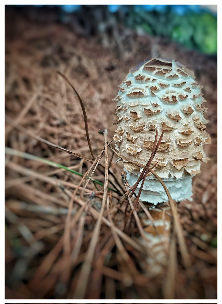 fotosito10's tweet photo. Ohh raconet meu, m'estàs intentant dir alguna cosa..?..🍄🧺 #macrolepiotaprocera #apagallums https://t.co/ReXoNwHD00