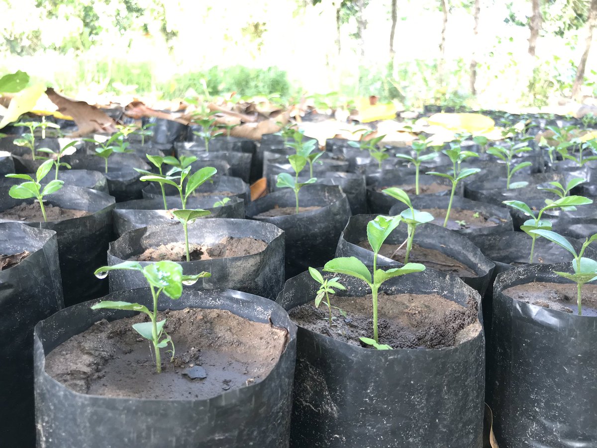 MungNyinii Farms tweet media