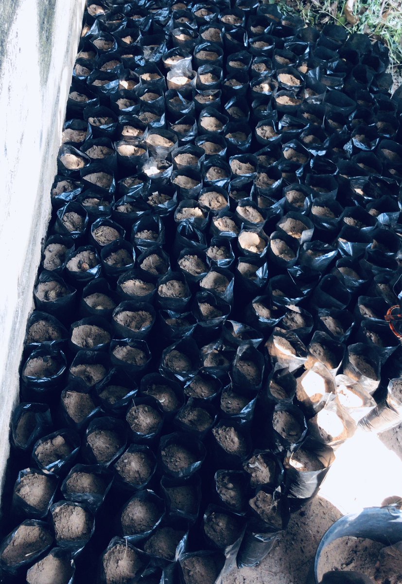 MungNyinii Farms tweet media