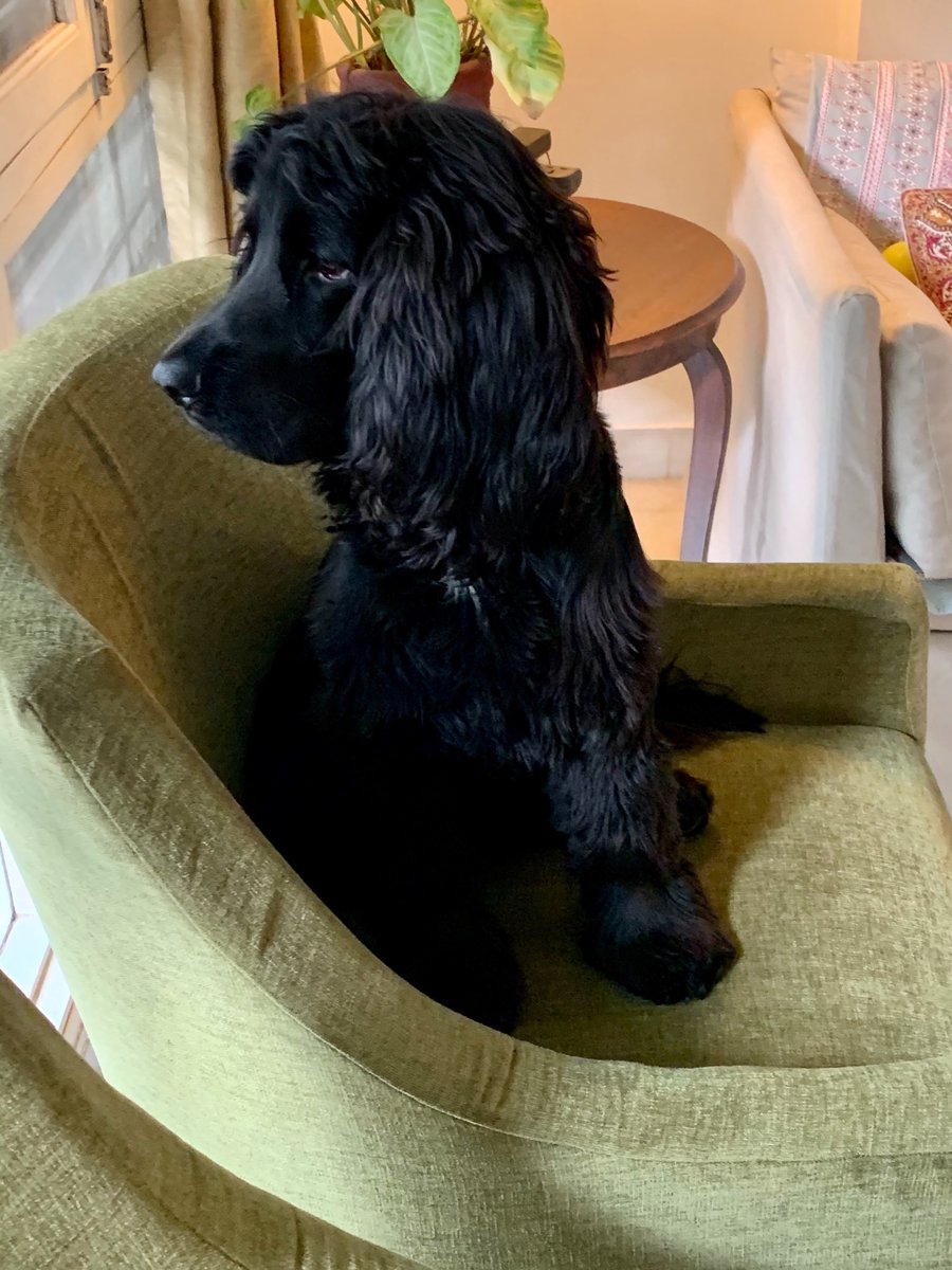 RingoWoof's tweet photo. Felt cute. https://t.co/ZKCcxNh12R