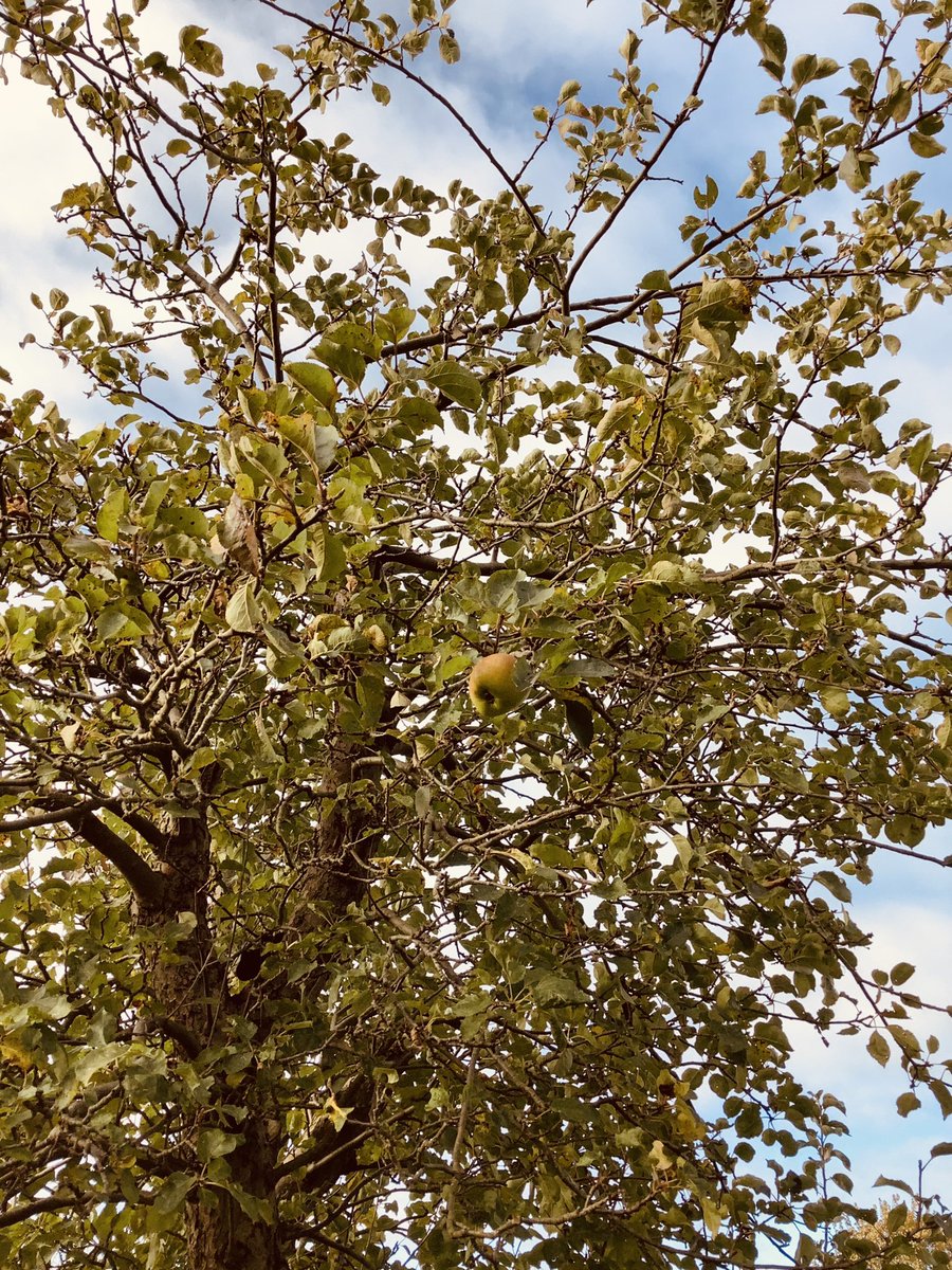 HTAClass1F's tweet photo. F2 went to the Willow Holt @SconceDevonPark this morning to look for apples. Park ranger Simon told us all about the different trees and fruit that grow in the orchard. We found lots of apples and are going to make some apple crumble this afternoon 🍏#HTAAspires https://t.co/gAt80NL0vk