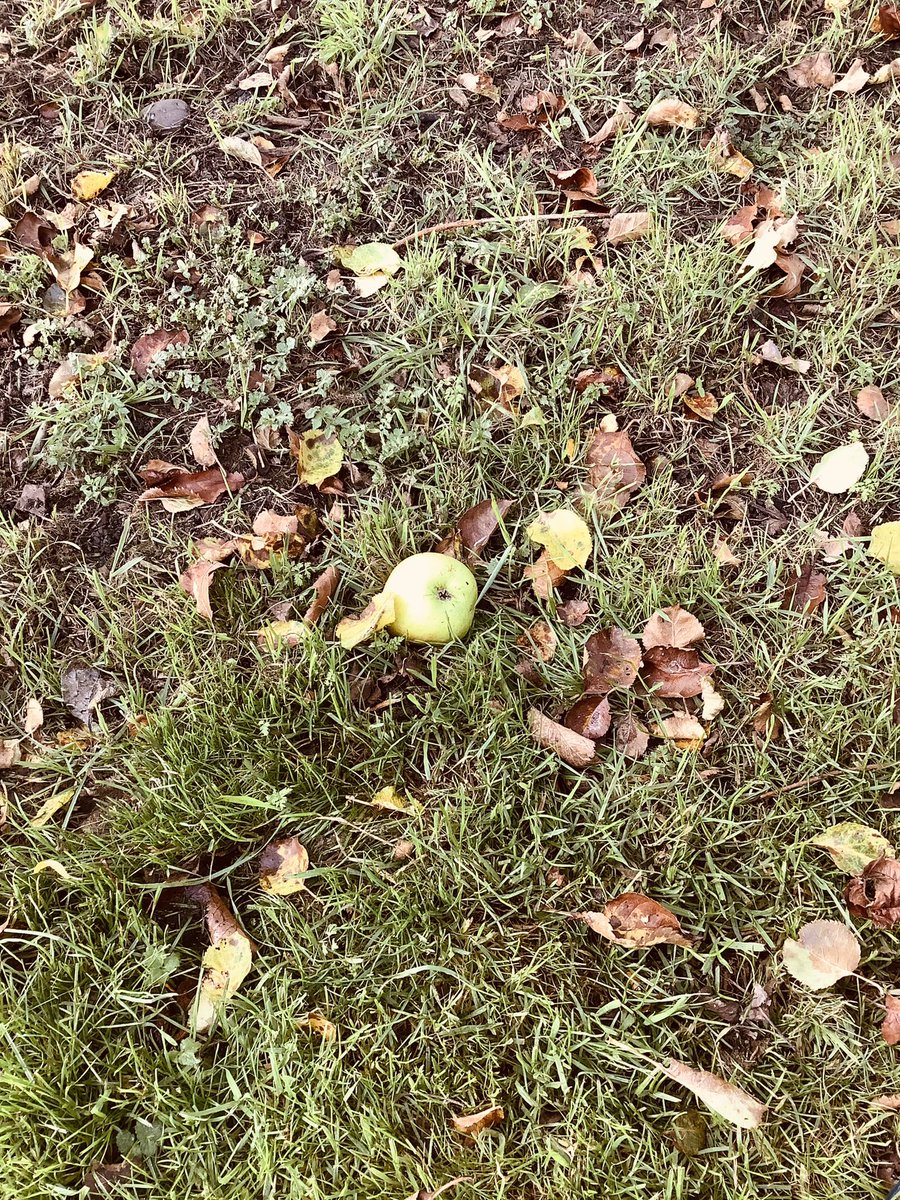 HTAClass1F's tweet photo. F2 went to the Willow Holt @SconceDevonPark this morning to look for apples. Park ranger Simon told us all about the different trees and fruit that grow in the orchard. We found lots of apples and are going to make some apple crumble this afternoon 🍏#HTAAspires https://t.co/gAt80NL0vk