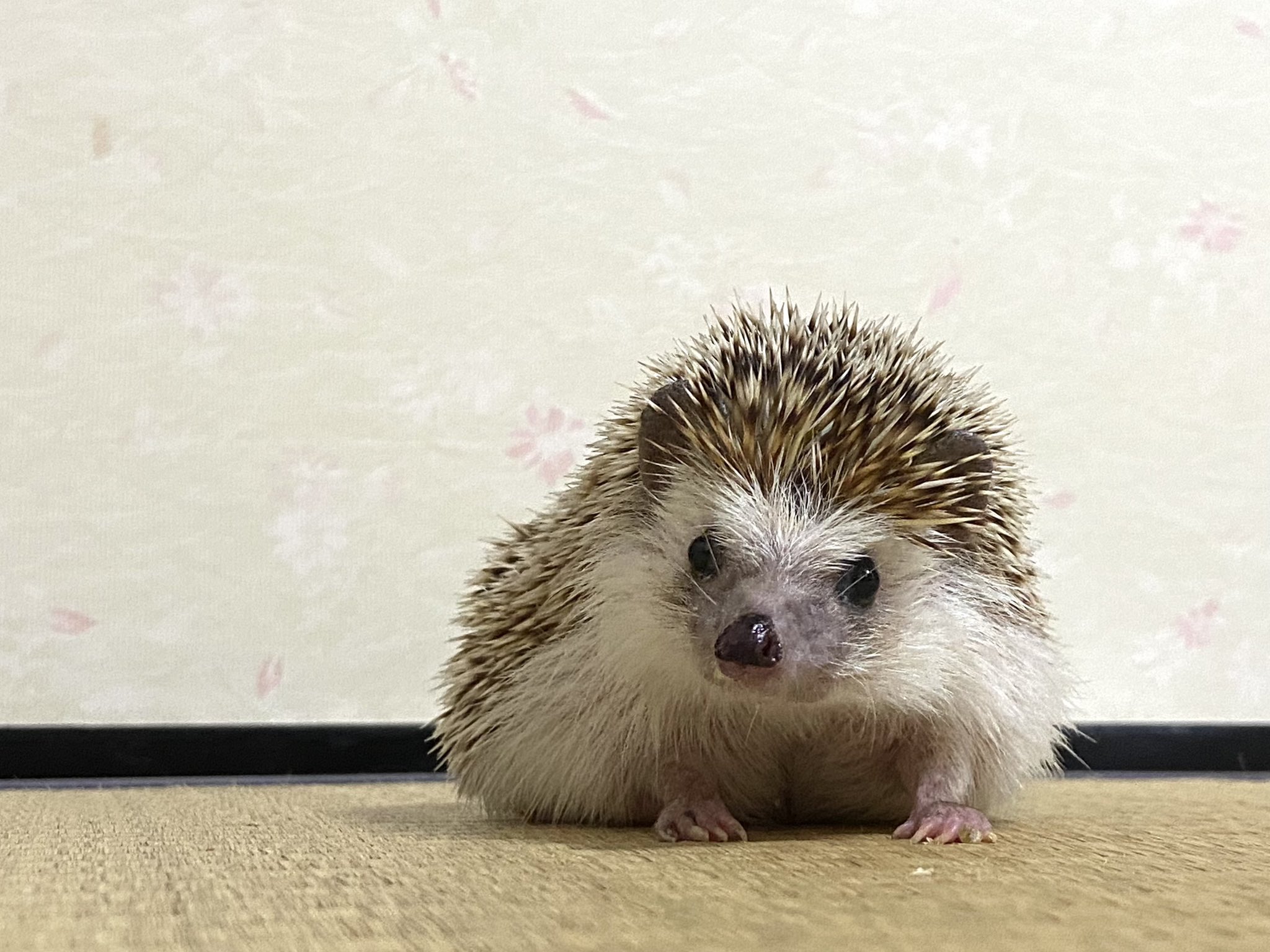 Borita はりねずみ こんばんは 堀太です トゲトゲてありながらモフモフ そう 僕たちハリネズミこそがリアルなツンデレなのです T Co is7pgesy Twitter