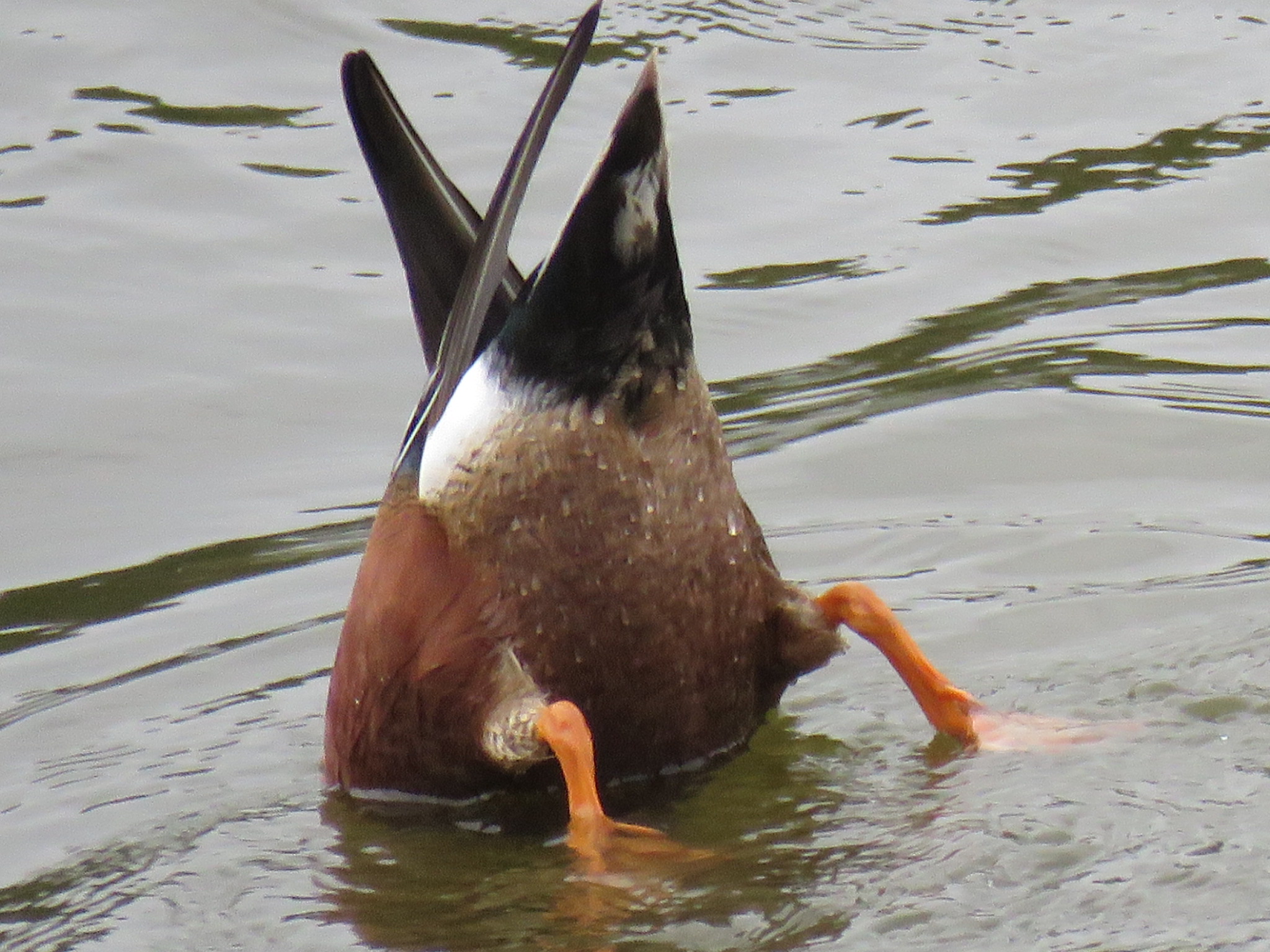 東京港野鳥公園 公式 カモが餌を採る時頭を水の中に入れて逆立ち状態になります この時に見えるカモのオケツ 略してカモケツ なんだかとってもかわいくありませんか T Co Ynvu1od72t Twitter 東京港野鳥公園 公式 カモが餌を採る時頭を水の中に入れて逆立ち状態になります この時に見えるカモのオケツ 略してカモケツ なんだかとってもかわいくありませんか T Co Ynvu1od72t Twitter