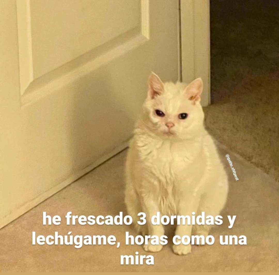 gatito_shitpost's tweet photo. https://t.co/Gr46BVli4A