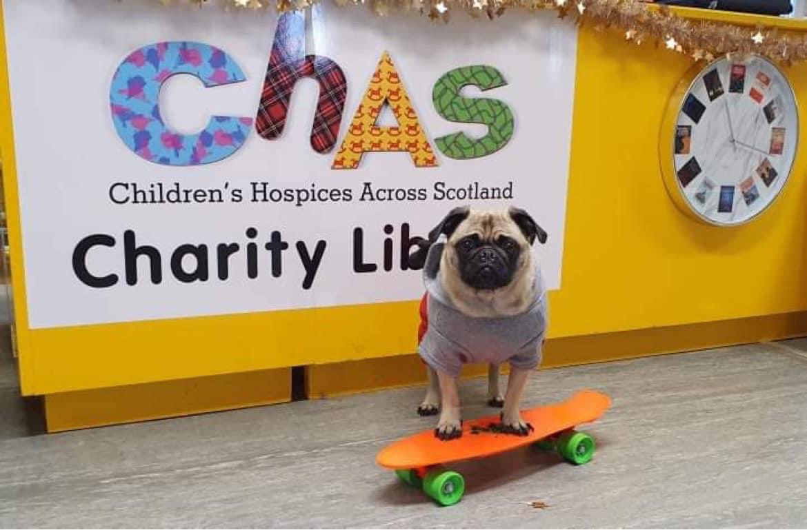 #MondayMotivation Bosco shows us how to roll at #CHASCharityLibrary 😀 Restocked and ready for business at Errol Sunday Market, raising funds for <a href="/supportCHAS/">Children's Hospices Across Scotland</a> <a href="/caz210987/">Caz</a> <a href="/MorrisLeslie/">The Morris Leslie Group</a>