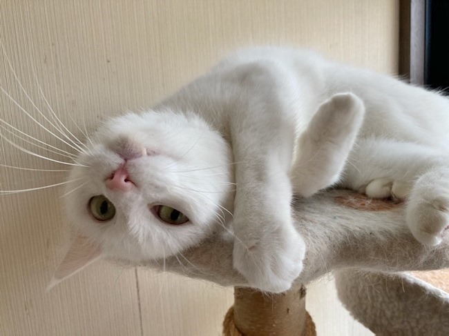 超かわいい猫 Twitter Search Twitter