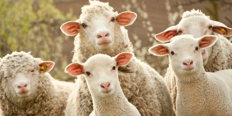 bertus1947's tweet photo. @WilcoLabuschagn @minderheid145 @absoluutminder 
De minderheid heeft altijd gelijk gekregen ….Niet de schapen en de weg-kijkers ….KOM IN VERZET 🦠🕳‼️ https://t.co/HRYuYVLRAB