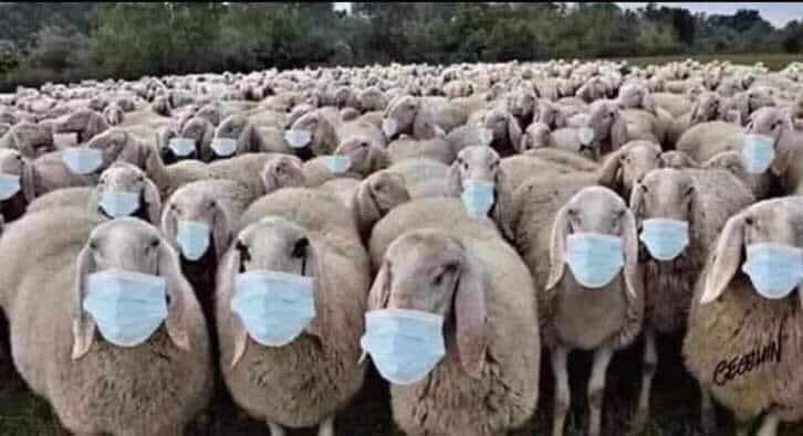 bertus1947's tweet photo. @WilcoLabuschagn @minderheid145 @absoluutminder 
De minderheid heeft altijd gelijk gekregen ….Niet de schapen en de weg-kijkers ….KOM IN VERZET 🦠🕳‼️ https://t.co/HRYuYVLRAB