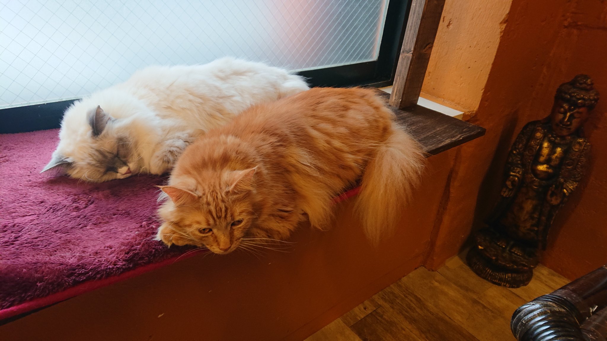 猫カフェ ぐるぐる堂 Catgurugurudou Twitter