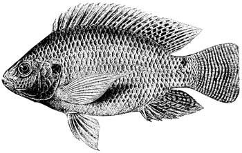 🇧🇪🎣🐟🐠🐡🎓🇷🇼
<a href="/africamuseumbe/">The AfricaMuseum</a> with support from <a href="/BelgiumMFA/">🇧🇪 Belgium MFA</a> offers #scholarships to 5 African scientists to learn about the taxonomy of African fish and <a href="/FishBaseProject/">FishBase | BlueSky: @q-quatics.bsky.social</a>, the world’s online fish encyclopaedia. Applications before 31 Dec (new deadline)

africamuseum.be/en/research/tr…