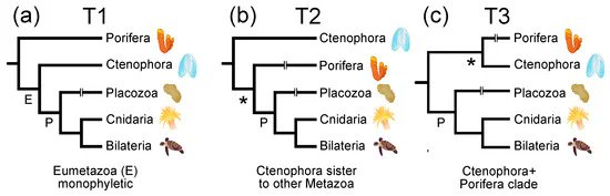 Biology_MDPI's tweet photo. #Daily_Share Highly Cited Articles in #BiologyMDPI
Phylogenetic Analyses of Sites in Different Protein Structural Environments Result in Distinct Placements of the Metazoan Root https://t.co/I5fARPp4UA @UF
#protein_structure #relative_solvent_accessibility #nonstationary_models https://t.co/Qc35jcFhHp