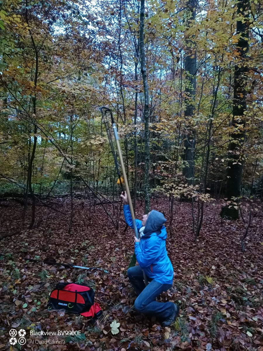 AcornBiodiv's tweet photo. DNA tissue collection on the next level. Another  pedunculate oak stand sampled with tree heights over 30m, yeah!! 🙌 🏹
https://t.co/ACjCEPr70W https://t.co/X19DSoOwll