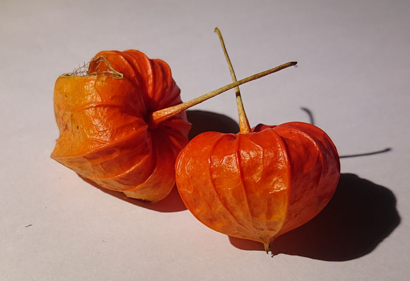 ユスティ 鬼灯狐 Yustinos77 Twitter