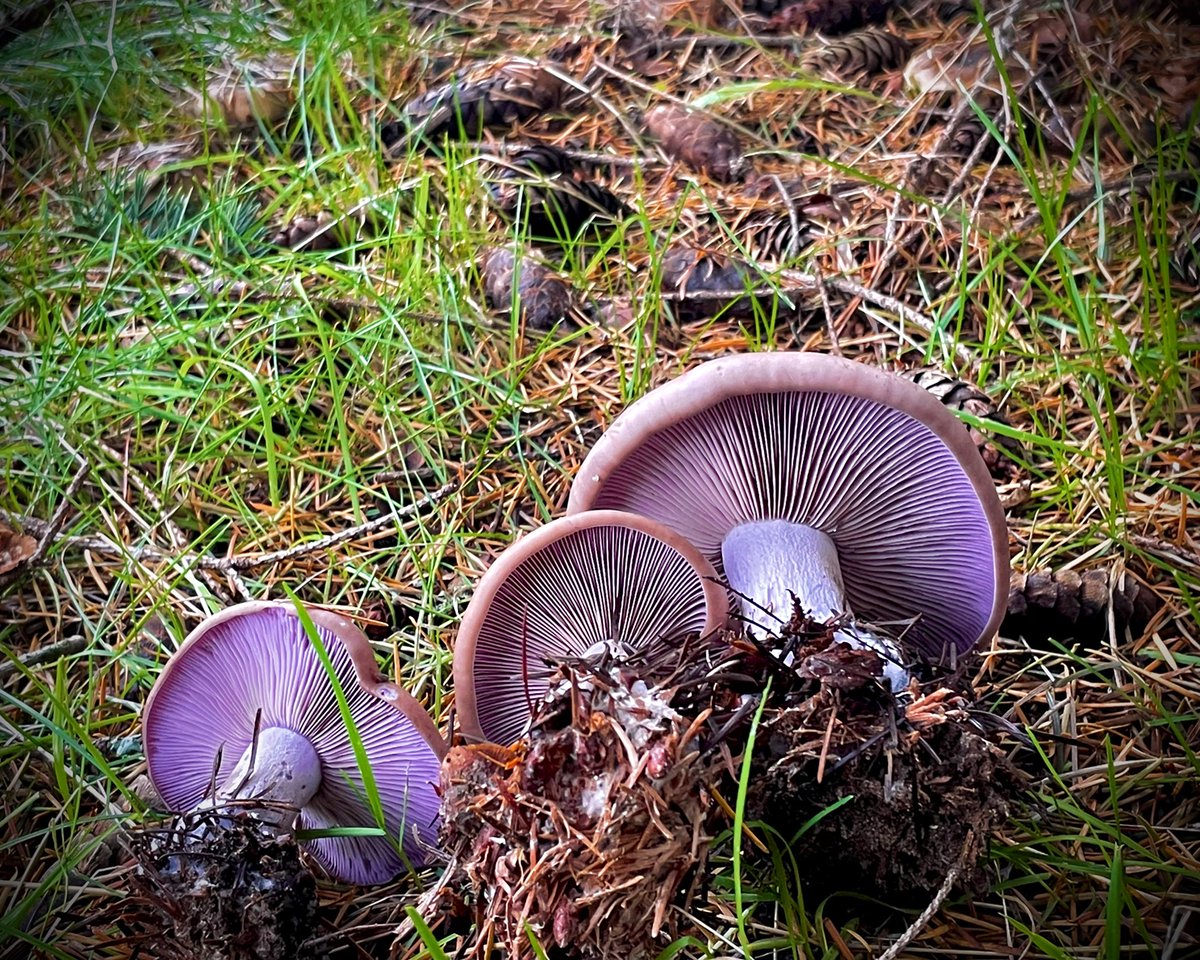 _wavykat's tweet image. Numinous November ☔️#MushroomMonday #blewit #wavy @TheDailyShroom @shroombrah