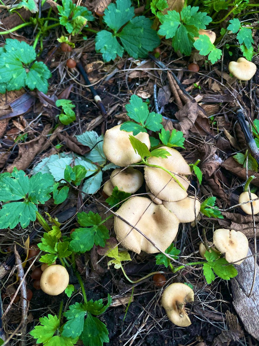 _wavykat's tweet image. Numinous November ☔️#MushroomMonday #blewit #wavy @TheDailyShroom @shroombrah