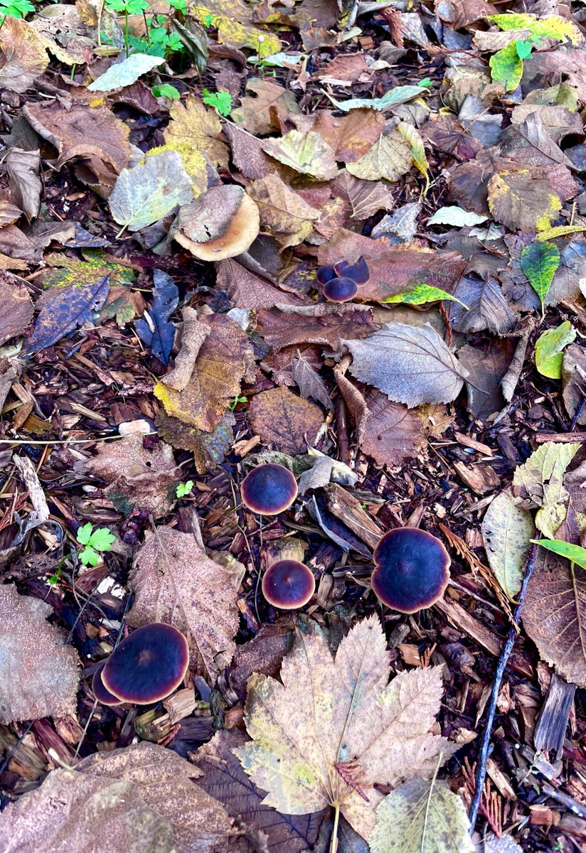 _wavykat's tweet image. Numinous November ☔️#MushroomMonday #blewit #wavy @TheDailyShroom @shroombrah