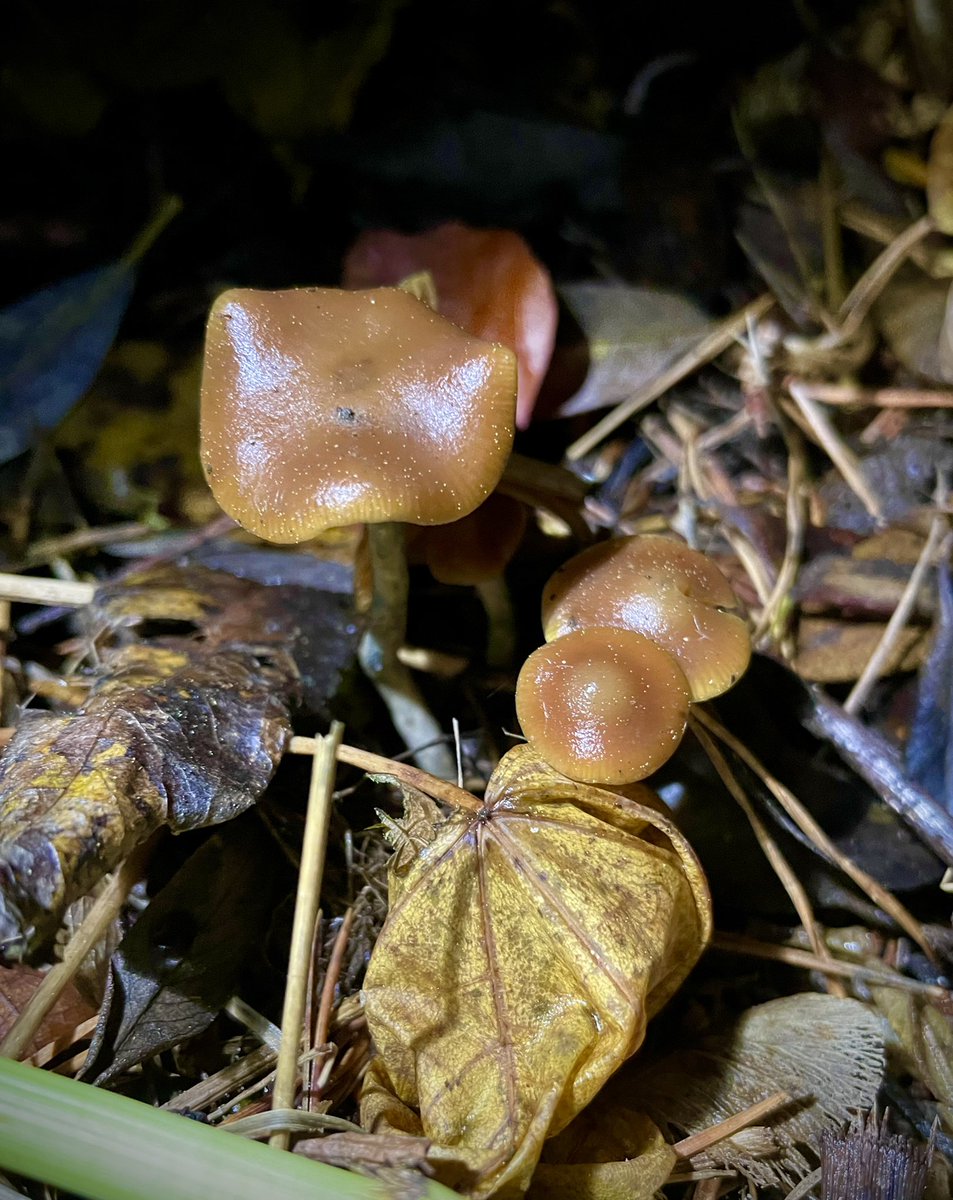 _wavykat's tweet image. Numinous November ☔️#MushroomMonday #blewit #wavy @TheDailyShroom @shroombrah