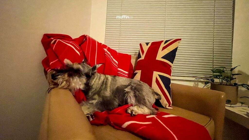 muffinjai's tweet photo. 🥱😴😪 Snoozing off 🛋 Goodnight my friends 🥰😘🐶🐾🇬🇧🇨🇦 #SchnauzerGang #DogsOfCanada https://t.co/HTzn4YCArj #dogsofinstagram #dogsoftwitter #schnauzergang #schnauzeroftwitter #schnauzer #minischnauzer #miniatureschnauzer #schnauzers #minischnauzers #miniatureschnauzers #muffi… https://t.co/vKqukz9WHu