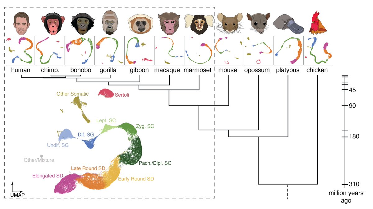 “The molecular evolution of spermatogenesis across mammals” – we are very excited to share this work, which brings our evolutionary cross-mammalian gene expression endeavors to the level of individual cells for a key reproductive organ: the testis. biorxiv.org/content/10.110…