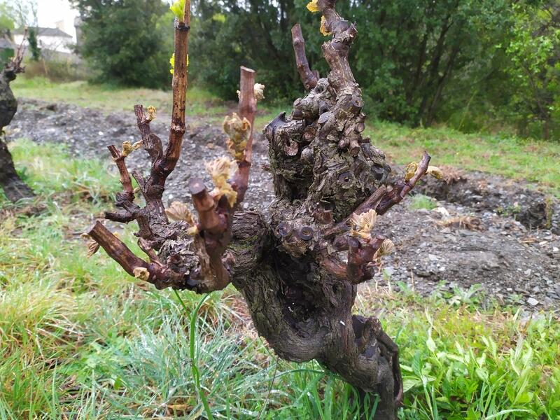VigneReussir's tweet photo. [TAILLE DE LA VIGNE] Limiter l’impact du changement climatique https://t.co/65TTNLXmoh https://t.co/NDMHNHbwAH